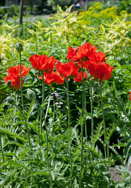 Papaver orientale