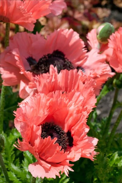 Papaver orientale Pizzicato