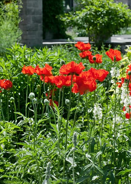 Papaver orientale