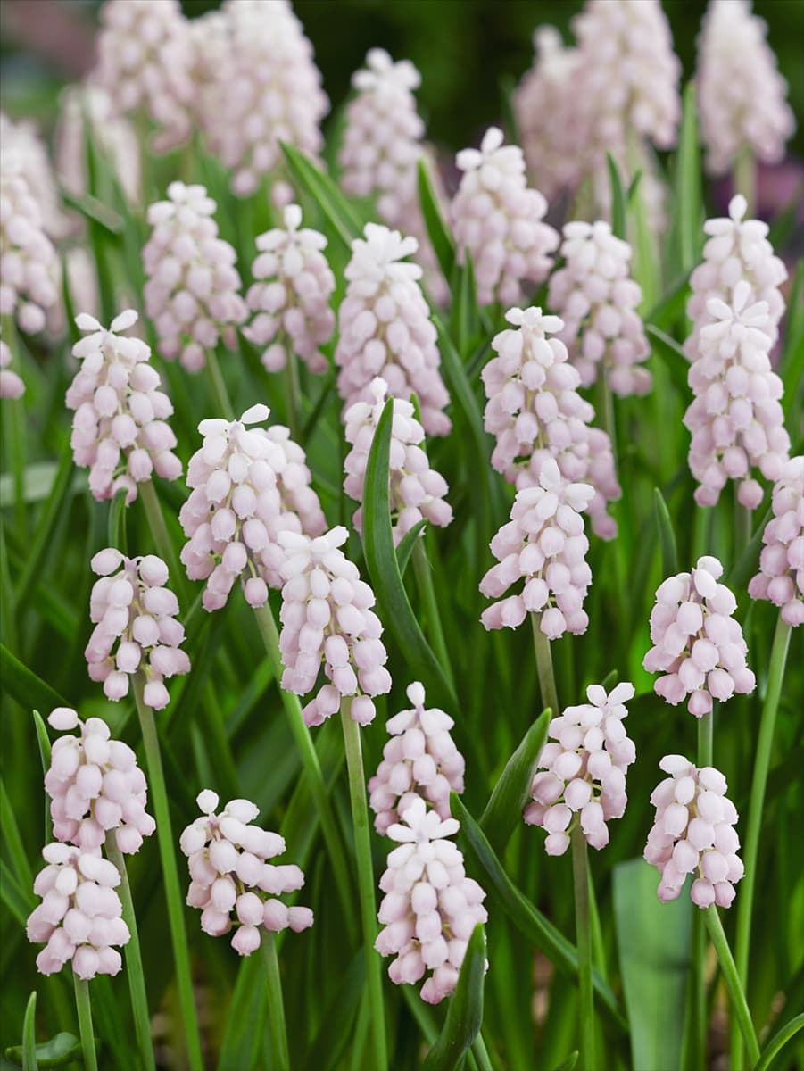 Muscari Pink Surprise