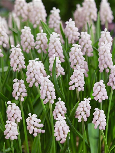 Muscari Pink Surprise
