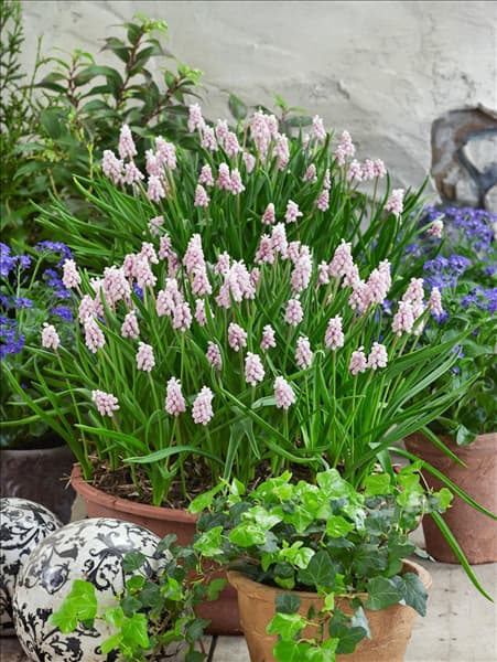 Muscari Pink Surprise im Topf