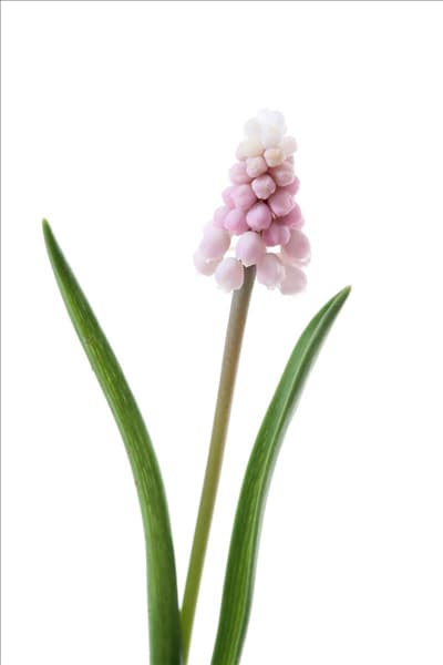 Muscari Pink Surprise