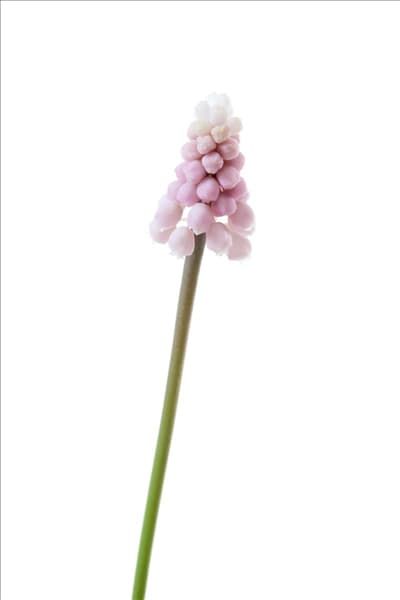 Muscari Pink Surprise