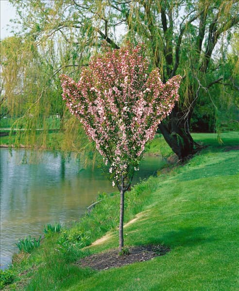 MALUS ADIRONDACK