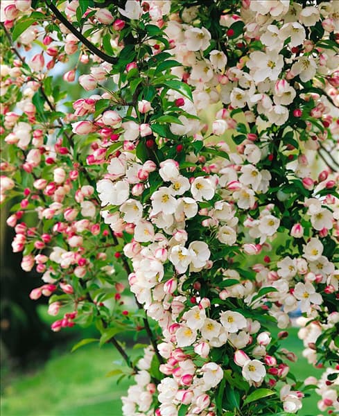 MALUS ADIRONDACK