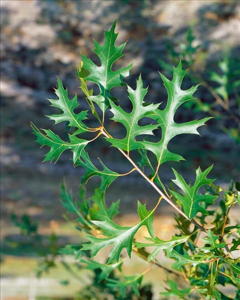 Quercus palustris / Detail