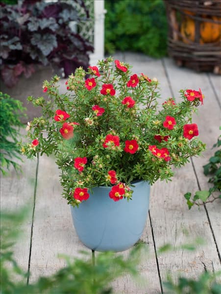 Potentilla fruticosa Red Joker im Topf