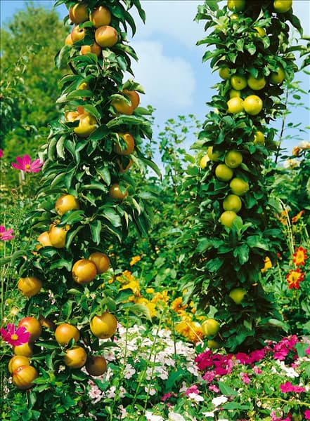 Apfel / Malus domestica Ballerina (Walz)