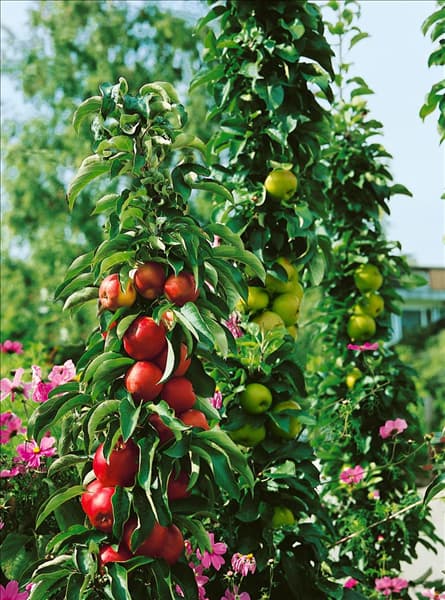 Apfel / Malus domestica Ballerina (Bolero)