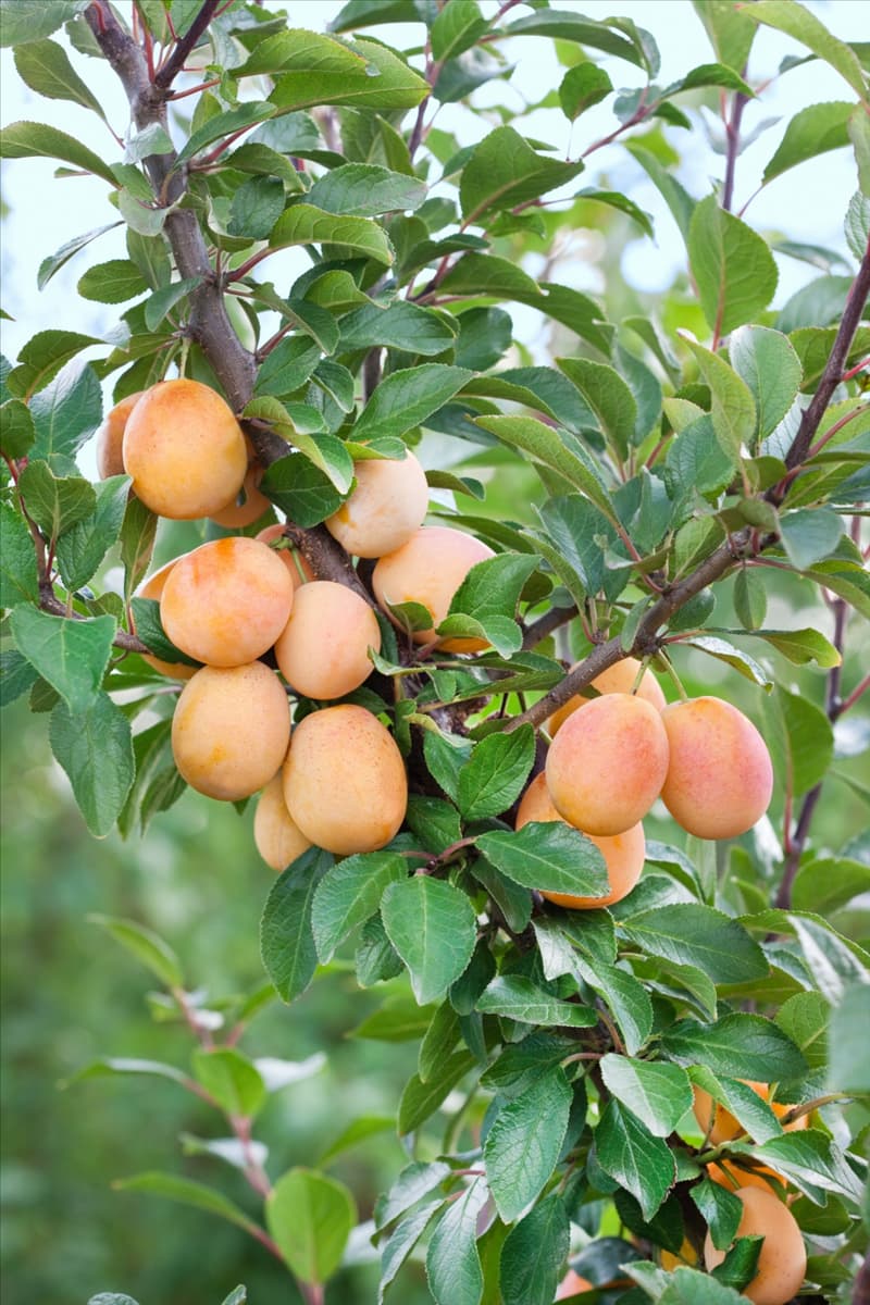 Prunus domestica subsp. syriaca Aprimira