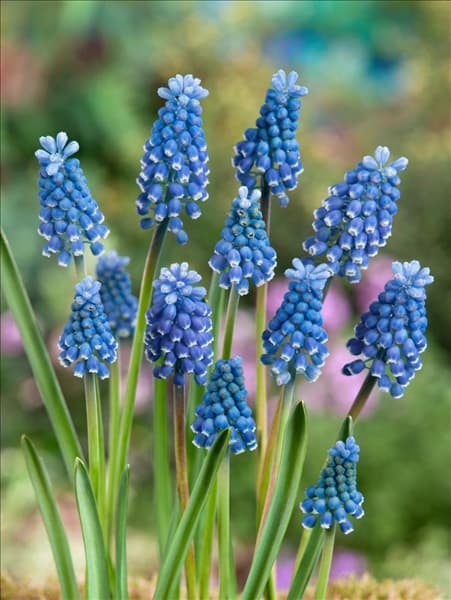 Muscari aucheri Ocean Magic