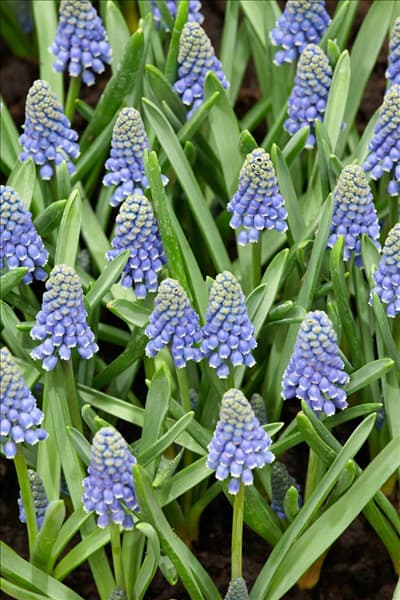 Muscari aucheri Ocean Magic