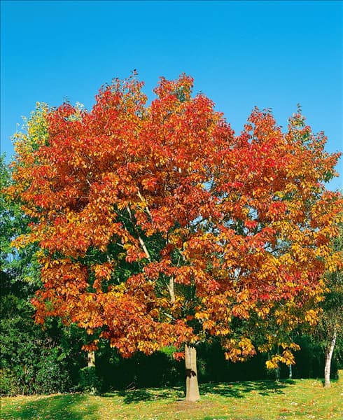 Quercus robur