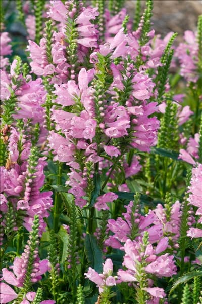 Physostegia virginiana Bouquet Rose