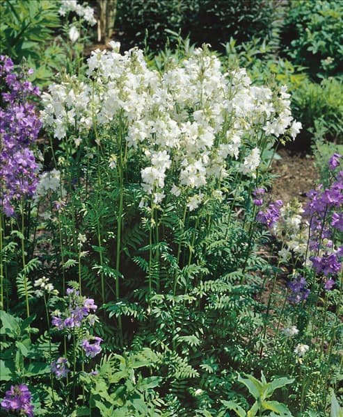 Polemonium caeruleum Album