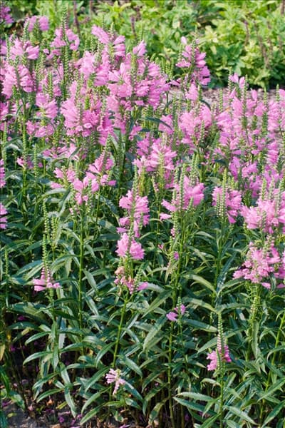 Physostegia virginiana Bouquet Rose