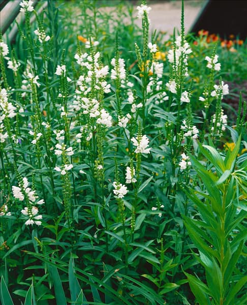 PHYSOSTEGIA VIRGINIANA CROWN OF SNOW