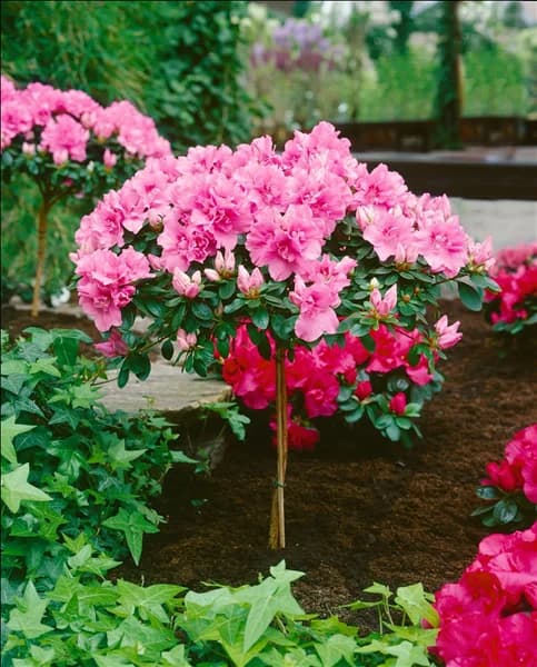 RHODODENDRON simsii Theo / Hochstamm