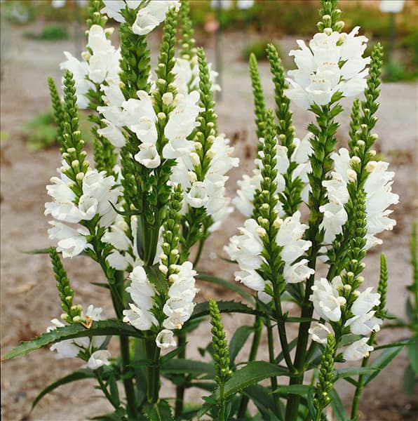 PHYSOSTEGIA VIRGINIANA CROWN OF SNOW