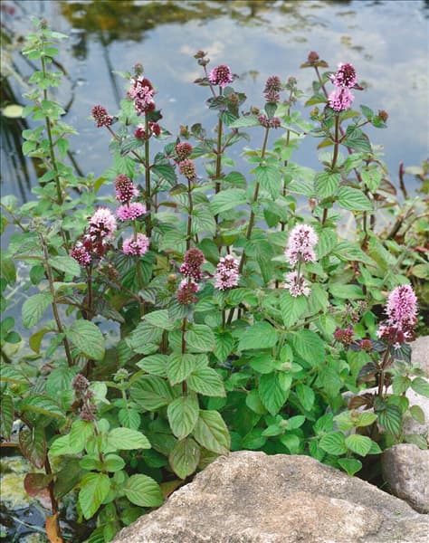 Mentha aquatica