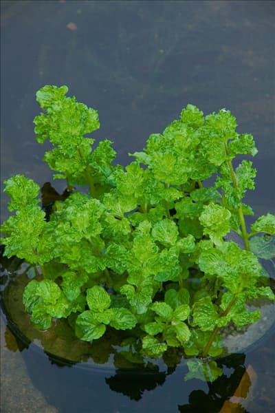 Mentha aquatica var. crispa