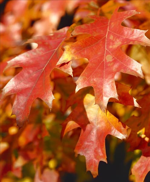 QUERCUS RUBRA / DETAIL