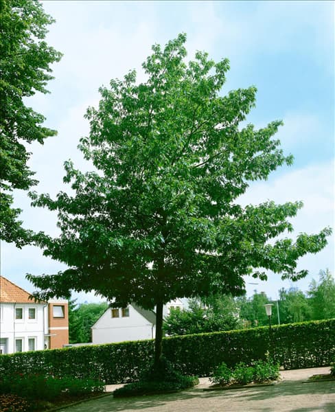 QUERCUS RUBRA