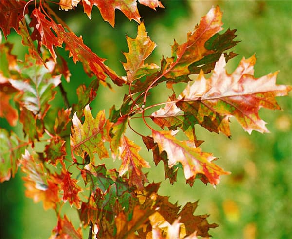 QUERCUS RUBRA / DETAIL