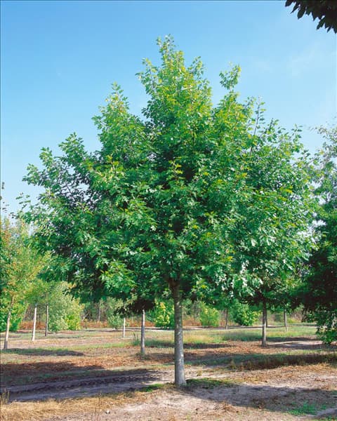 Quercus rubra
