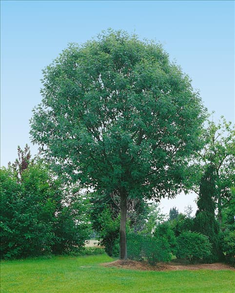 Quercus rubra