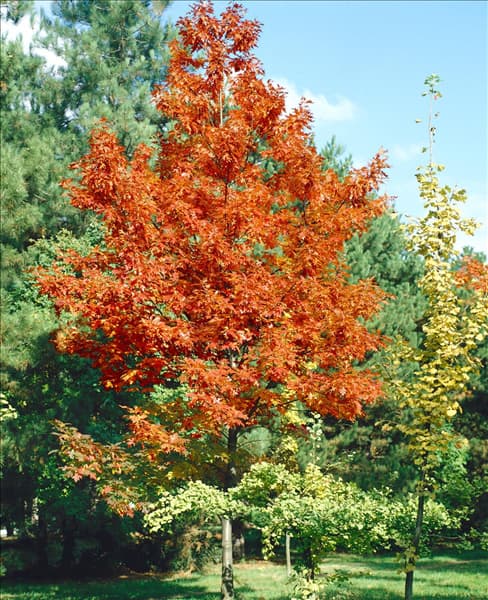 QUERCUS RUBRA