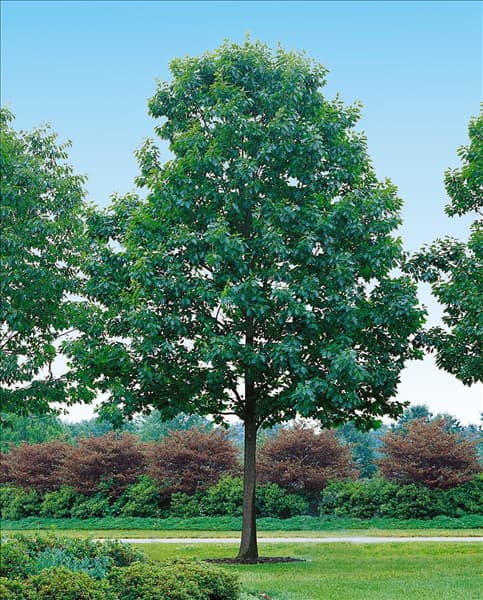 Quercus rubra
