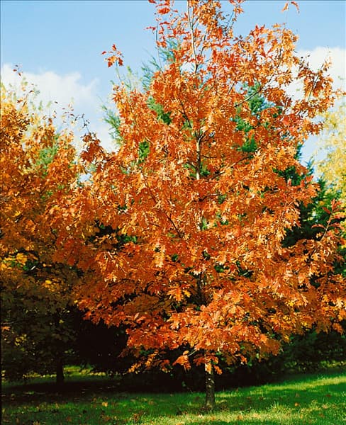 QUERCUS RUBRA