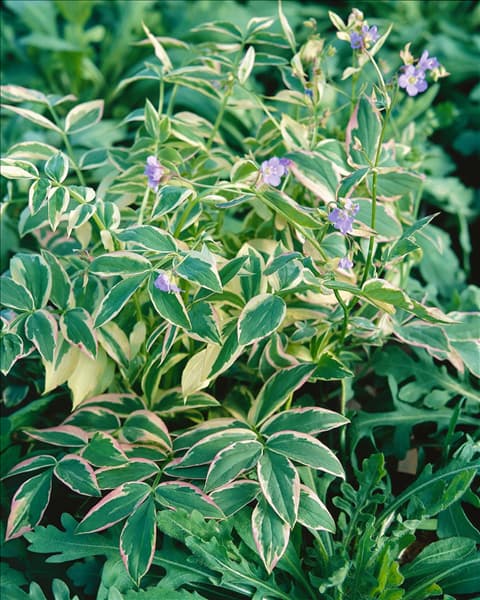 Polemonium reptans Stairway to Heaven