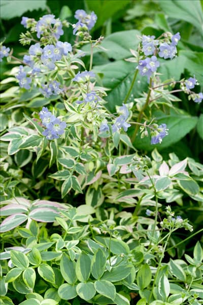 Polemonium reptans Stairway to Heaven