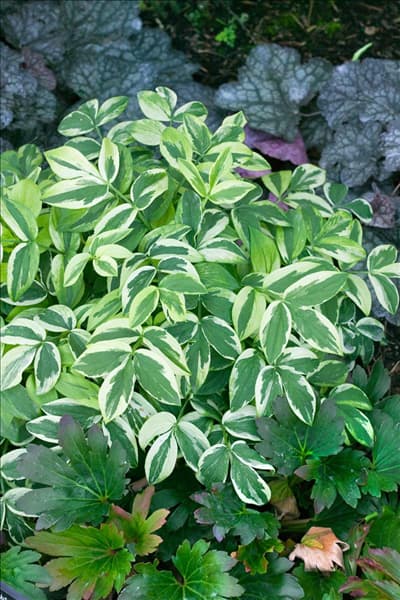 Polemonium reptans Stairway to Heaven