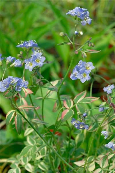 Polemonium reptans Stairway to Heaven