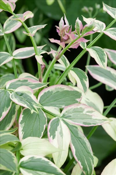 Polemonium reptans Stairway to Heaven