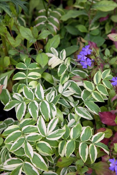 Polemonium reptans Stairway to Heaven
