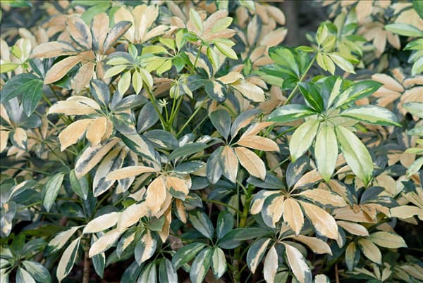 Schefflera arboricola