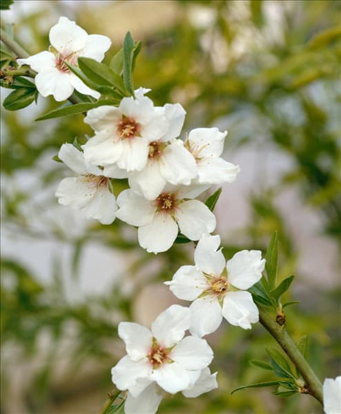 Prunus dulcis