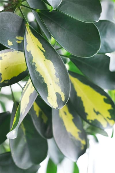 Schefflera arboricola