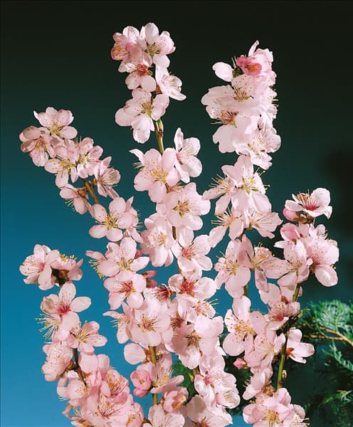 Prunus dulcis