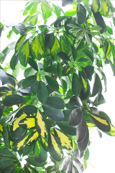 Schefflera arboricola
