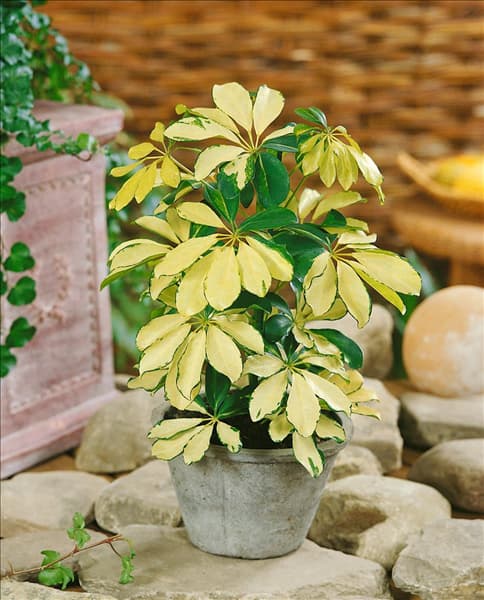 Schefflera arboricola Gold Capella