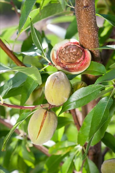 Prunus dulcis var. dulcis Rosalia