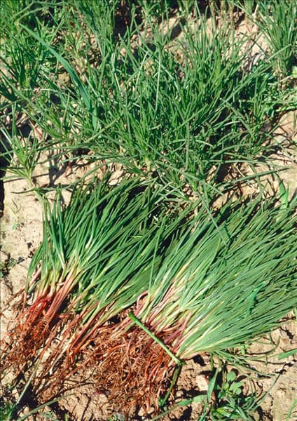 Salsola soda