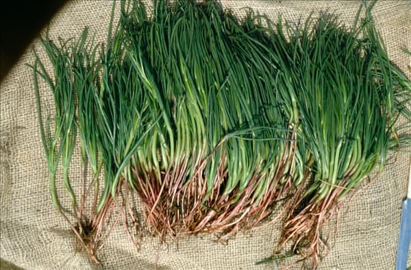 SALSOLA SODA - ROSCANO