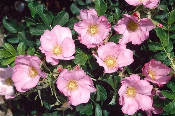 Rosa Frau Dagmar Hastrup